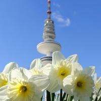 1600_2300 Weisse Osterglocken, Narzissen am Hamburger Fernsehturm. | Bilder vom Fruehling in Hamburg; Vol. 1